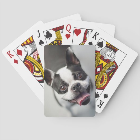 Getty Images | French Bulldog Spielkarten (Rückseite)