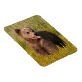 Getty Images | Funny Baby Bear Magnet (Rechte Seite)