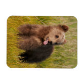 Getty Images | Funny Baby Bear Magnet (Horizontal)