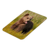 Getty Images | Funny Baby Bear Magnet (Linke Seite)