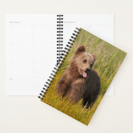 Getty Images | Funny Baby Bear Planer (Anzeige)