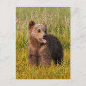 Getty Images | Funny Baby Bear Postkarte (Vorderseite)