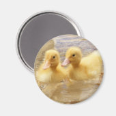 Getty Images | Fuzzy Yellow Ducklings Magnet (Vorderseite/Rückseite)