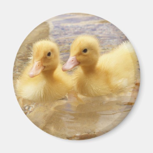 Getty Images | Fuzzy Yellow Ducklings Magnet (Vorne)