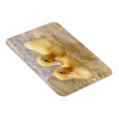 Getty Images | Fuzzy Yellow Ducklings Magnet (Rechte Seite)