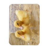 Getty Images | Fuzzy Yellow Ducklings Magnet (Vertikal)