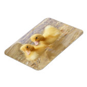 Getty Images | Fuzzy Yellow Ducklings Magnet (Linke Seite)