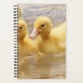 Getty Images | Fuzzy Yellow Ducklings Planer (Vorderseite)