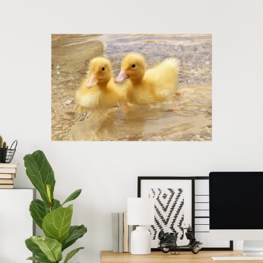 Getty Images | Fuzzy Yellow Ducklings Poster (Heimbüro)