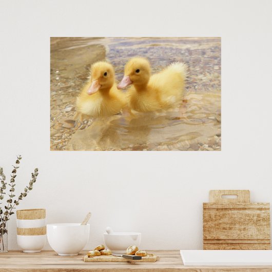 Getty Images | Fuzzy Yellow Ducklings Poster (Küche)