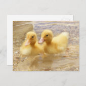Getty Images | Fuzzy Yellow Ducklings Postkarte (Vorne/Hinten)