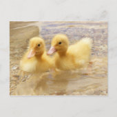 Getty Images | Fuzzy Yellow Ducklings Postkarte (Vorderseite)