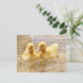 Getty Images | Fuzzy Yellow Ducklings Postkarte (Stehend Vorderseite)
