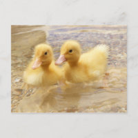 Getty Images | Fuzzy Yellow Ducklings