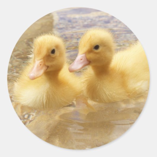Getty Images | Fuzzy Yellow Ducklings Runder Aufkleber (Vorderseite)