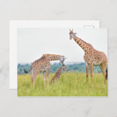 Getty Images | Giraffenfamilie Postkarte (Vorne/Hinten)