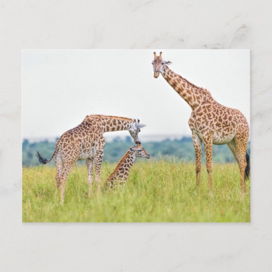 Getty Images | Giraffenfamilie Postkarte (Vorderseite)