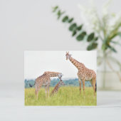 Getty Images | Giraffenfamilie Postkarte (Stehend Vorderseite)