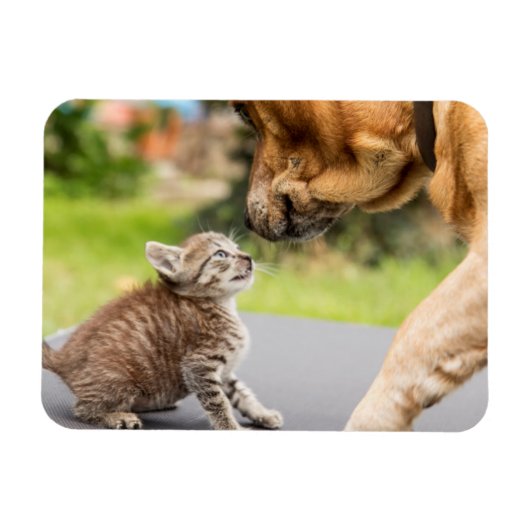 Getty Images | Hund und Katze in Liebe Magnet (Horizontal)