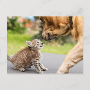Getty Images Hund und Katze in Liebe Postkarte