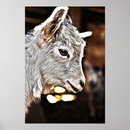 Getty Images | Kleine Ziege Poster (Vorne)