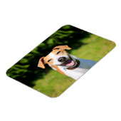 Getty Images | Lachhund Magnet (Linke Seite)