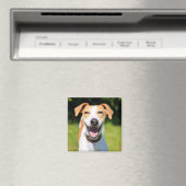 Getty Images | Lachhund Magnet (In Situ (Geschirrspüler))