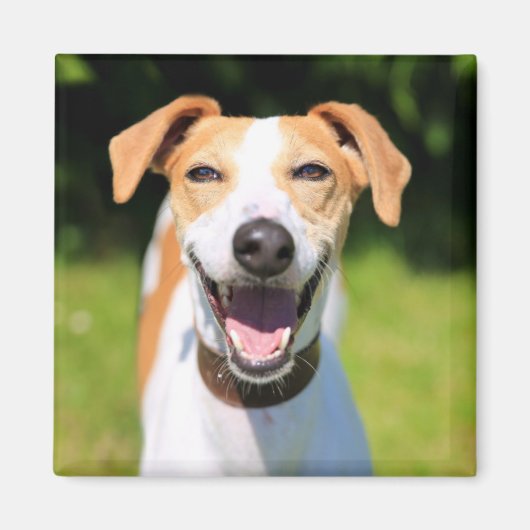 Getty Images | Lachhund Magnet (Vorne)