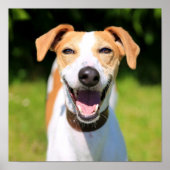 Getty Images | Lachhund Poster (Vorne)