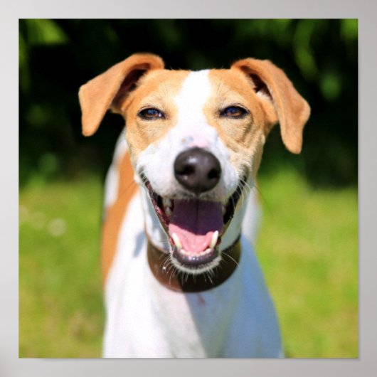 Getty Images | Lachhund Poster (Vorne)