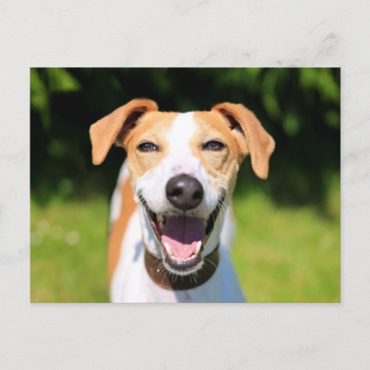 Getty Images | Lachhund Postkarte (Vorderseite)