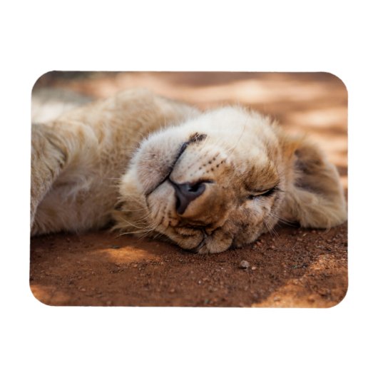 Getty Images | Lion Cub Magnet (Horizontal)