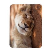 Getty Images | Lion Cub Magnet (Vertikal)