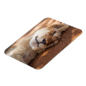 Getty Images | Lion Cub Magnet (Linke Seite)