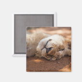 Getty Images | Lion Cub Magnet (Vorderseite/Rückseite)