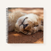 Getty Images | Lion Cub Notizblock (Vorderseite)