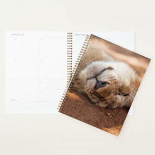 Getty Images   Lion Cub Planer