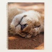 Getty Images | Lion Cub Planer (Vorderseite)
