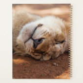 Getty Images | Lion Cub Planer (Rückseite)