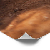 Getty Images | Lion Cub Poster (Ecke)