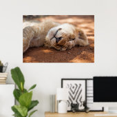 Getty Images | Lion Cub Poster (Heimbüro)