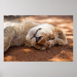 Getty Images Lion Cub Poster