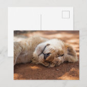 Getty Images | Lion Cub Postkarte (Vorne/Hinten)