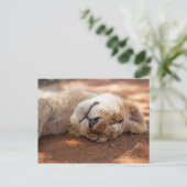 Getty Images | Lion Cub Postkarte (Stehend Vorderseite)