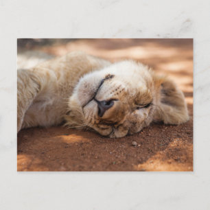 Getty Images Lion Cub Postkarte