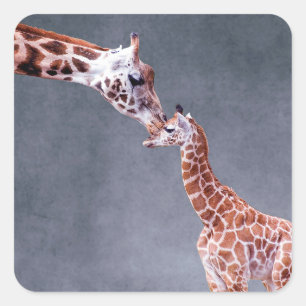 Getty Images   Mutter und Baby Giraffe Quadratischer Aufkleber