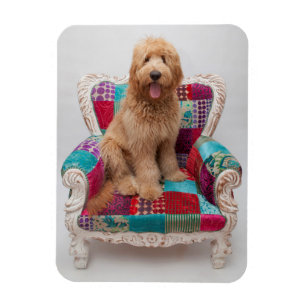 Getty Images Niedlich Goldendoodle Magnet
