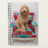 Getty Images | Niedlich Goldendoodle Planer (Vorderseite)