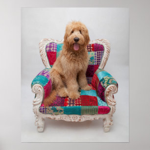 Getty Images Niedlich Goldendoodle Poster