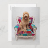 Getty Images | Niedlich Goldendoodle Postkarte (Vorne/Hinten)